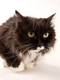 Here S What Your Cat S Tail Is Trying To Tell You