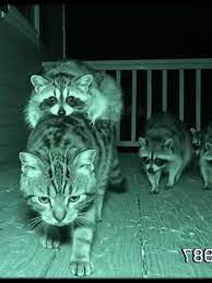 Raccoon Rubbing on Cats Ear | TikTok