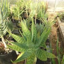 Image result for Aloe excelsa