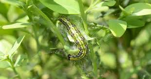 Comment lutter contre la pyrale du buis ? Comment Lutter Contre La Pyrale Du Buis Questions Du Mois Blog La Pause Jardin