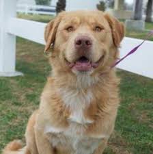 Black And Tan Golden Retriever Labrador Cross George Golden Retriever Mix Retriever Mix Pitbulls