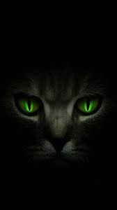 Firestar Warrior Cats Fantasie Nein nur stark dunkelbraune augen die ins schwarze gehen mier haben schon fiele leute gesagt das man ap 3m meine pupile net mer siet. firestar warrior cats fantasie