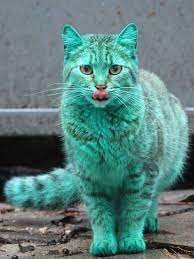 Зеленые коты - 70 фото