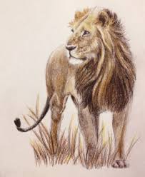 african lion in colored pencil muurschildering creatief leeuw