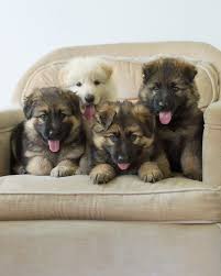 These german shepherd puppies located in iowa come from different cities, including, clermont. German Shepherds Of Iowa Po Box 591 Hills Ia 2021