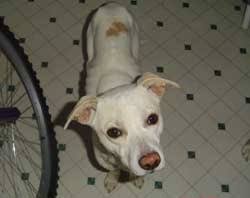 The rhodesian ridgeback pit bull mix image source. Pit Bull Mix Photos Thriftyfun