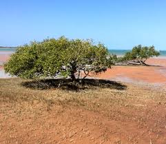 Image result for Avicennia marina