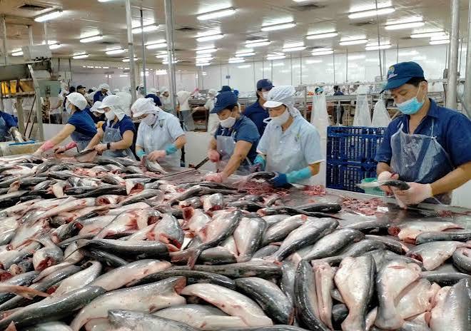Xuất khẩu thủy sản 11 tháng năm 2023 giảm 19% so với cùng kỳ, cá tra mất vị thế “độc quyền” - VnEconomy