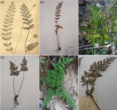 Image result for Pteridaceae
