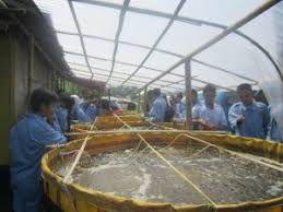 1001 Manfaat Plastik Uv Bisa Untuk Atap Kolam Ikan Toko Perlengkapan Pertanian Perkebunan