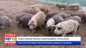 Purcei Gratis Din Rasele Mangalița și Bazna Youtube