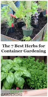 It enjoys full sun but not too much direct sunlight. The 7 Best Herbs For Container Gardening