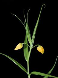 Image result for Littonia