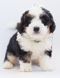 The Top 10 Large Breed Puppy Foods In Canada Canadian Pet Connection