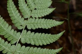 Image result for Deparia