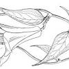 Select from premium native wildflowers of the highest quality. 1