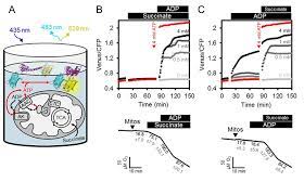 In a plant cell mitochondria highest amounts of atp is produced in the. Atp Sensing In Living Plant Cells Reveals Tissue Gradients And Stress Dynamics Of Energy Physiology Elife