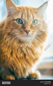 These are classic, mackerel, spotted, ticked, and patched tabby. Portrait Brown Cat Image Photo Free Trial Bigstock