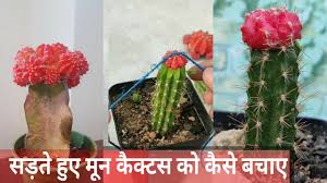 What are some tips for growing, moving, planting and caring for cactus and succulents? How To Save Rotting Moon Cactus Youtube