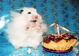 Verse zum geburtstag geburtstag bilder sprüche zum geburtstag alles gute geburtstag witzige geburtstagskarten lustige karten karten sprüche coole sprüche lustige sprüche. Bilder Von Glucklichen Tieren Die Ihren Geburtstag Feiern Lustige Bilder