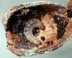 Image result for Cydia splendana