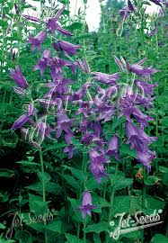 Image result for Carvalhoa campanulata