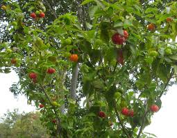 Image result for Eugenia uniflora