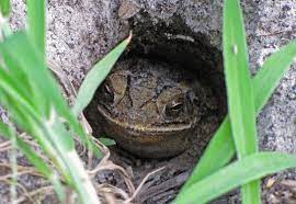 Mice dig holes in your yard because they're looking for shelter or food sources. The Skin Of A Toad Four String Farm