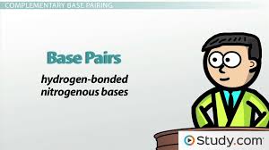Examples include d5sics and dnam. Dna Adenine Guanine Cytosine Thymine Complementary Base Pairing Video Lesson Transcript Study Com