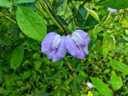 Image result for Centrosema