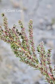 Image result for Suaeda plumosa