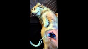 How To Hear Puppies Heartbeats