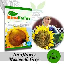 Bunga ini sangat cocok ditanam di tanah yang subur dan juga hangat dengan adanya sinar matahari yang cukup. Biji Benih Bunga Matahari Sunflower Mammoth Grey Ninu Farm Shopee Indonesia