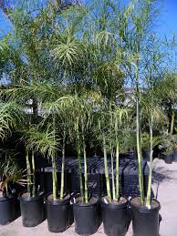 Chamaedorea Plumosa Baby Queen Palm At Nursery Mexican Garden Palm Trees Tropical Plants