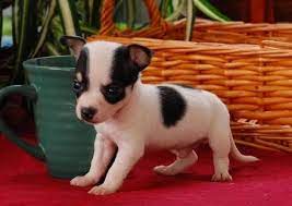 Find chihuahua puppies for sale with pictures from reputable chihuahua breeders. Craigslist Chihuahua Puppies Near Me Off 76 Www Usushimd Com