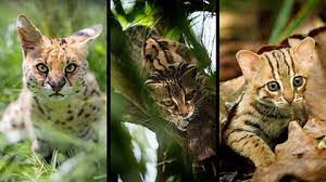 Global Pet Trade In Wild Cats Is A Threat To Their Survival Blog Nature Pbs