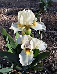 Miniature Dwarf Bearded Iris (Iris 'Jolly Joey') in the Irises Database