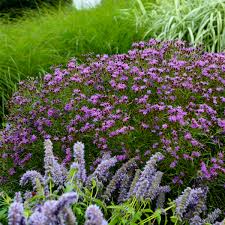 Image result for Vernonia sutherlandii