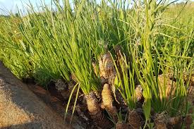 Image result for Coleochloa setifera