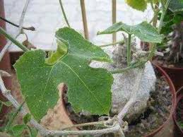 Image result for Kedrostis leloja