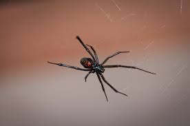 When black widow spiders mate, the female always kills and eats the male. 8 Facts About The Black Widow Spider