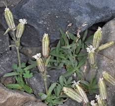 Image result for Silene kiwuensis
