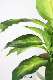 Artificial Tropical Dieffenbachia House Plant 17 Tall