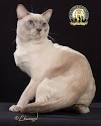 Tonkinese Kittens For Sale by Reputable Breeders ...