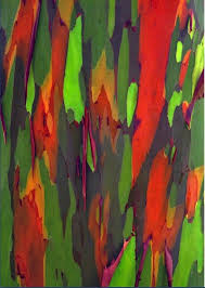 Rainbow Eucalyptus Bark Rainbow Eucalyptus Tree Rainbow Eucalyptus Rainbow Tree