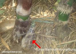 Maybe you would like to learn more about one of these? Ciri Khusus 6 Jenis Bambu Dan Fungsinya Manfaatnya Website Pendidikan