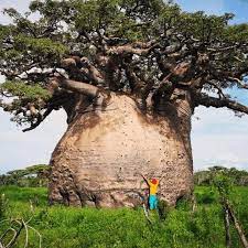 This Is A Photo Of The Sacred Tsitakakantsa Adansonia Grandidieri The Largest Baobab In Madagascar The Tree Of Life Bao Colorful Landscape Big Tree Tree