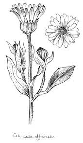 Calendula October Birth Flower Flower Drawing Marigold Tattoo Birth Flowers