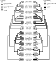 Image result for Ritchiea capparoides