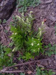 Image result for Polygala senensis